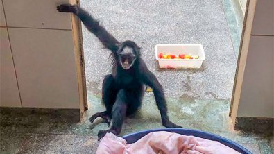 macaca