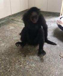 macaco2.jpeg