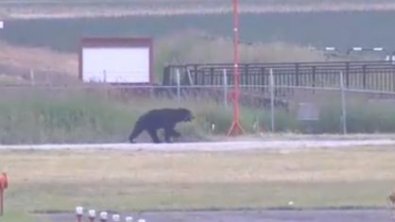 urso-418x235.jpg
