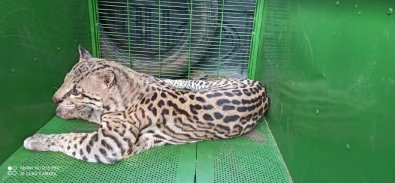 jaguatirica