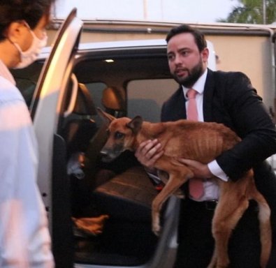 ulysses-cachorro.jpg