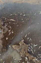 peixes mortos
