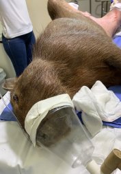 capivara.jpeg