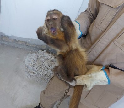 macaco-pregi.jpeg