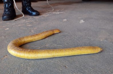 cobra-cega.jpeg