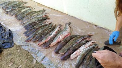peixe-barao.jpg