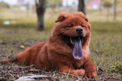 Chow Chow cachorro 