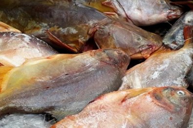 peixes.jpg