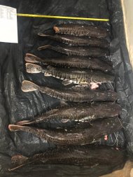 pescado.jpg