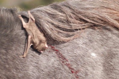 cavalo-morcego.jpg
