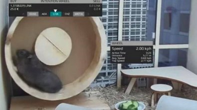 hamster.jpg