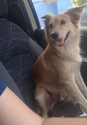 cachorro perdido