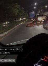cavalo atropelado.jpg