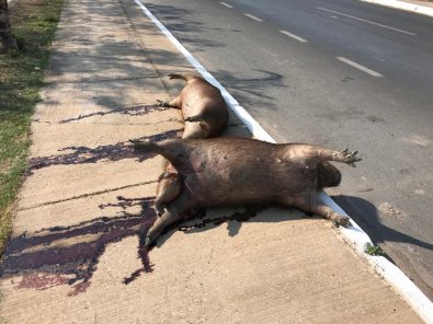 capivara atropelada 