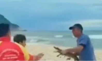 jacare, briga em praia
