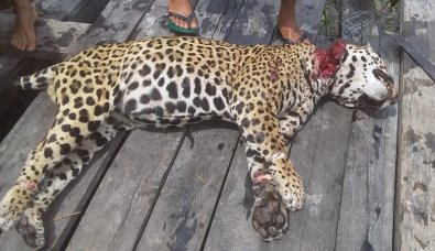 onï¿½a pintada 1.jpg