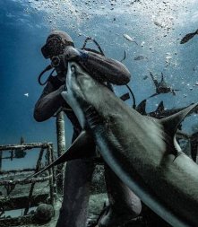 xblog_shark-bahamas.jpg.pagespeed.ic.6wSdaO2Fn-.jpg
