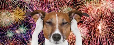cachorro-fogo.jpg