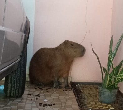 capivara.jpeg