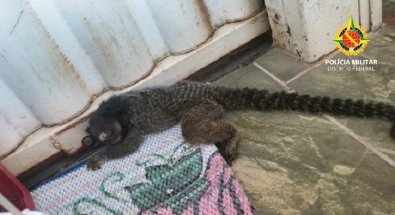 sagui-leva-choque-em-fiacao-eletrica-23012022083822383.jpeg