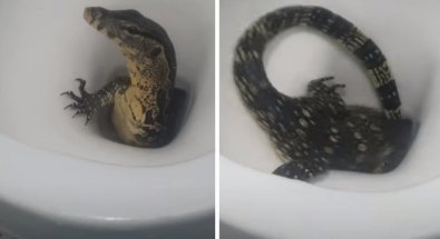 lagarto-vaso-hotel-turista-31012022214633494.jpeg