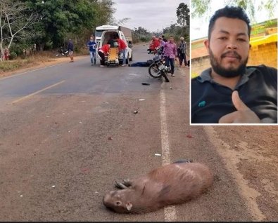 acidente capivara.jpg