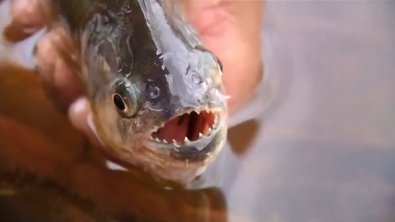 piranha.jpg