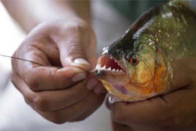 piranha.jpg