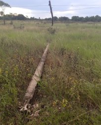arvore caida, vendaval