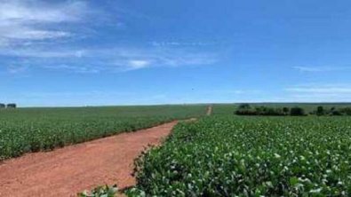fazenda soja