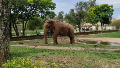 elefante