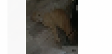 gata.PNG