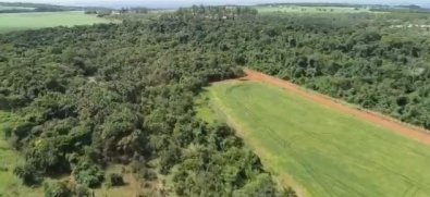 floresta.jpg