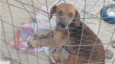 abrigo-animais.jpg