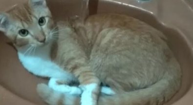 gatobanho.JPG