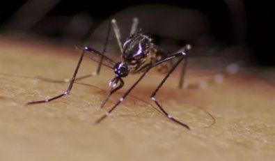 dengue.JPG