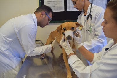 hospitalveterinario.jpg