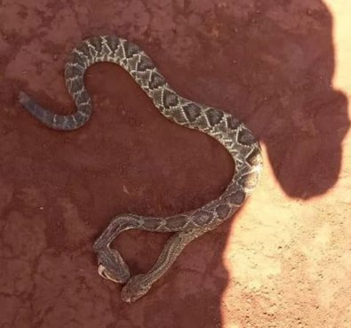 cobra-duascabecas.JPG