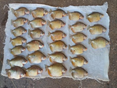 Apreensï¿½o pescado em Santo Antonio CAPA.jpg