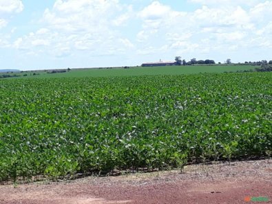 fazenda-paranatinga.jpg
