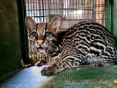 jaguatirica