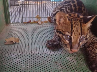 jaguatirica