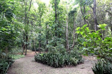 plano arborizacao