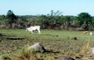 vaca pasto