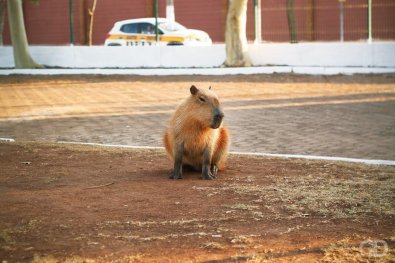 capivara