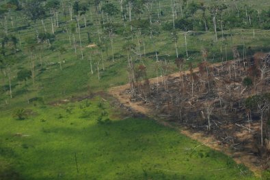desmatamento amazonia