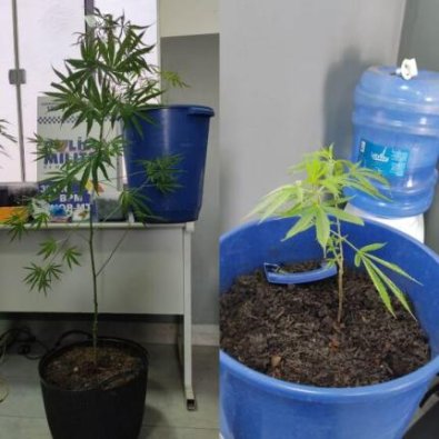 MACONHA.jpg