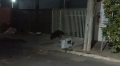 TAMANDUA.JPG