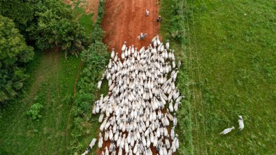 arca-gado.jpg