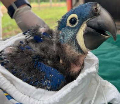 ARARA-AZUL.JPG